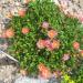 Perene: Delosperma Badenia Salmon , slika3